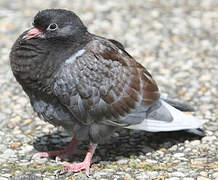 Rock Dove