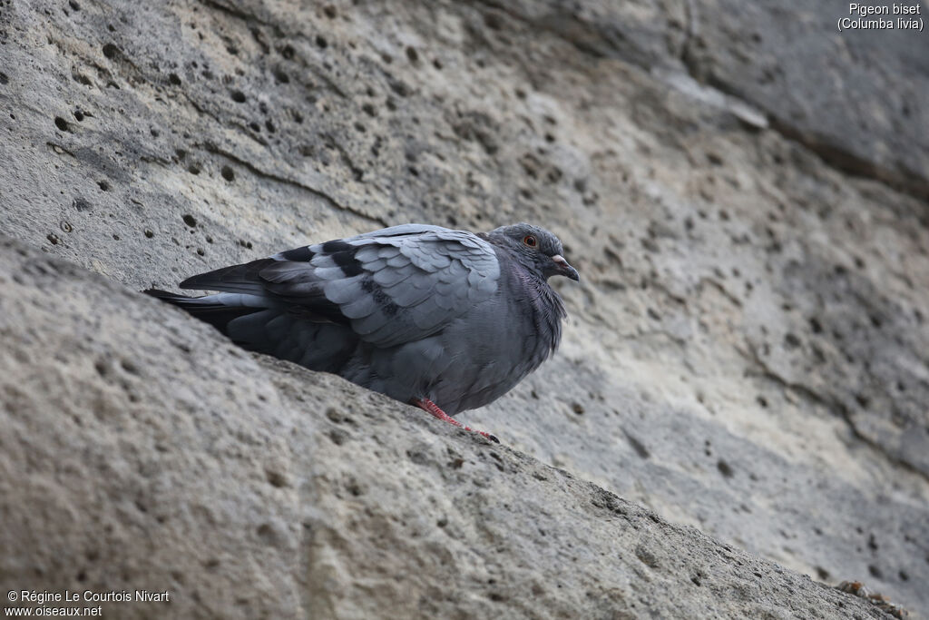 Rock Dove