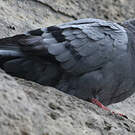 Pigeon biset