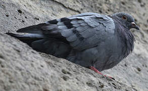 Rock Dove