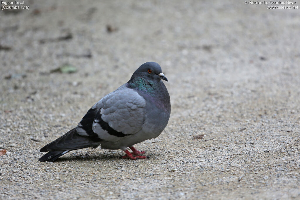 Pigeon biset