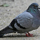 Pigeon biset