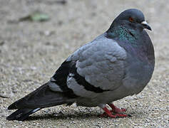 Pigeon biset