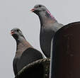 Pigeon colombin