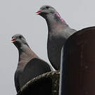 Pigeon colombin