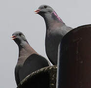 Stock Dove