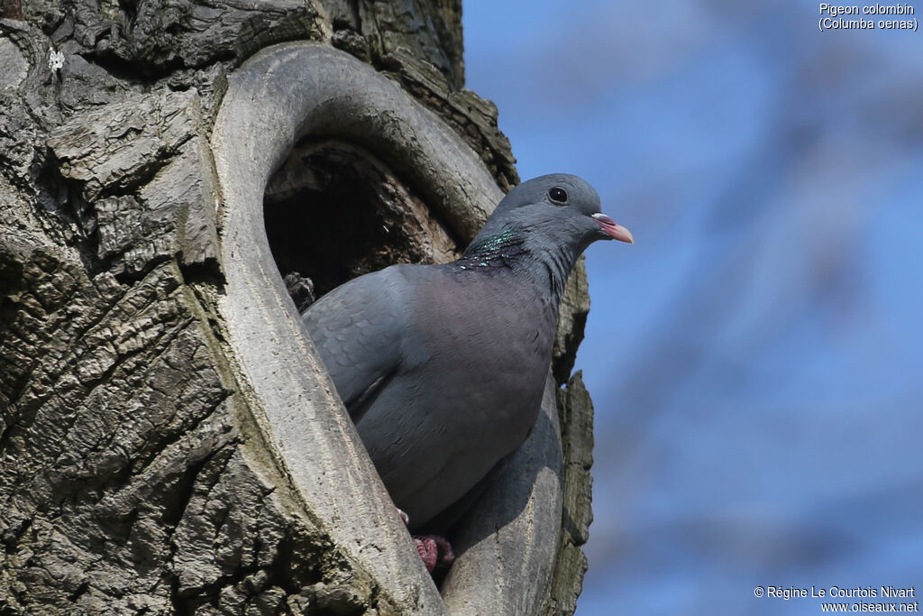 Pigeon colombin