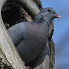Pigeon colombin