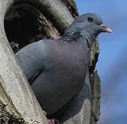 Stock Dove