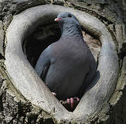 Stock Dove