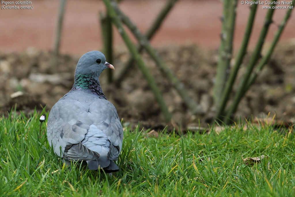 Stock Dove