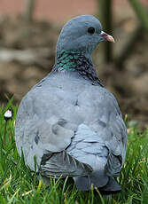 Pigeon colombin