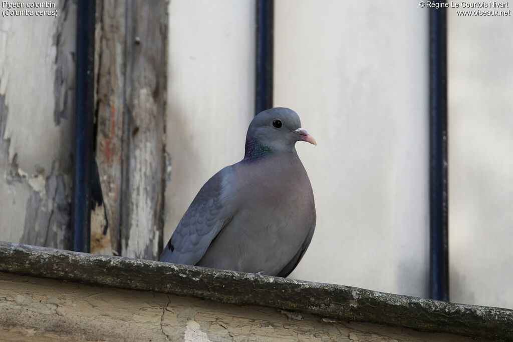 Stock Dove