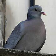 Stock Dove