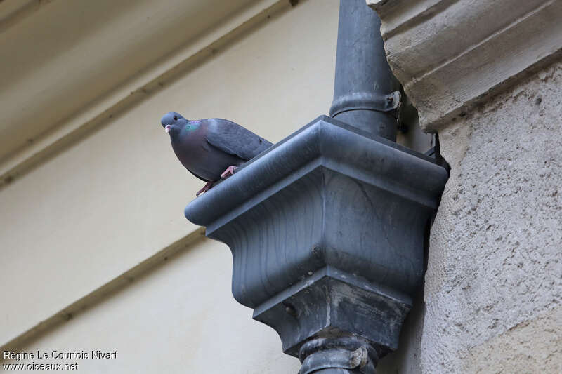 Pigeon colombinadulte, Comportement