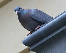 Pigeon colombin