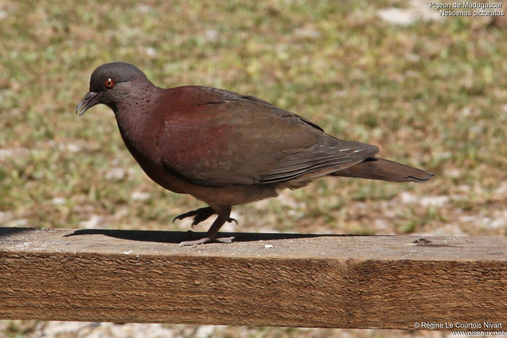 Pigeon de Madagascar