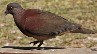 Pigeon de Madagascar