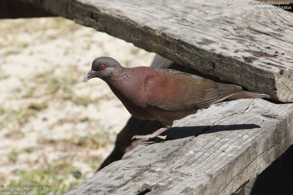 Malagasy Turtle Dove