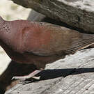 Pigeon de Madagascar