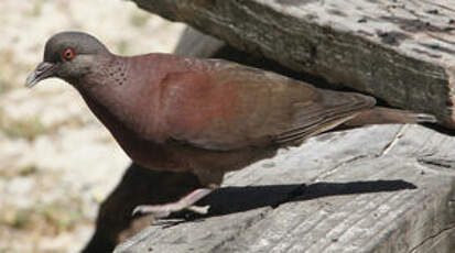 Pigeon de Madagascar