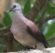 Pigeon de Madagascar