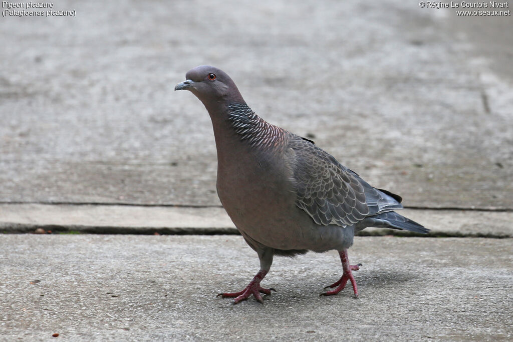 Pigeon picazuro