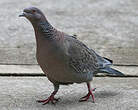 Pigeon picazuro