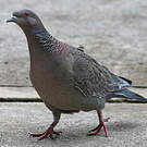 Pigeon picazuro