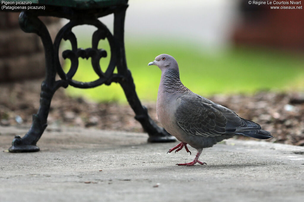 Pigeon picazuro