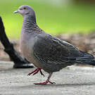 Pigeon picazuro