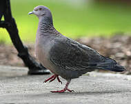 Pigeon picazuro