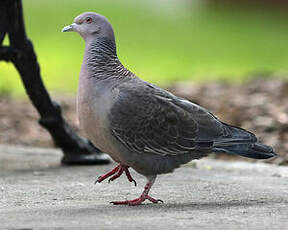 Pigeon picazuro