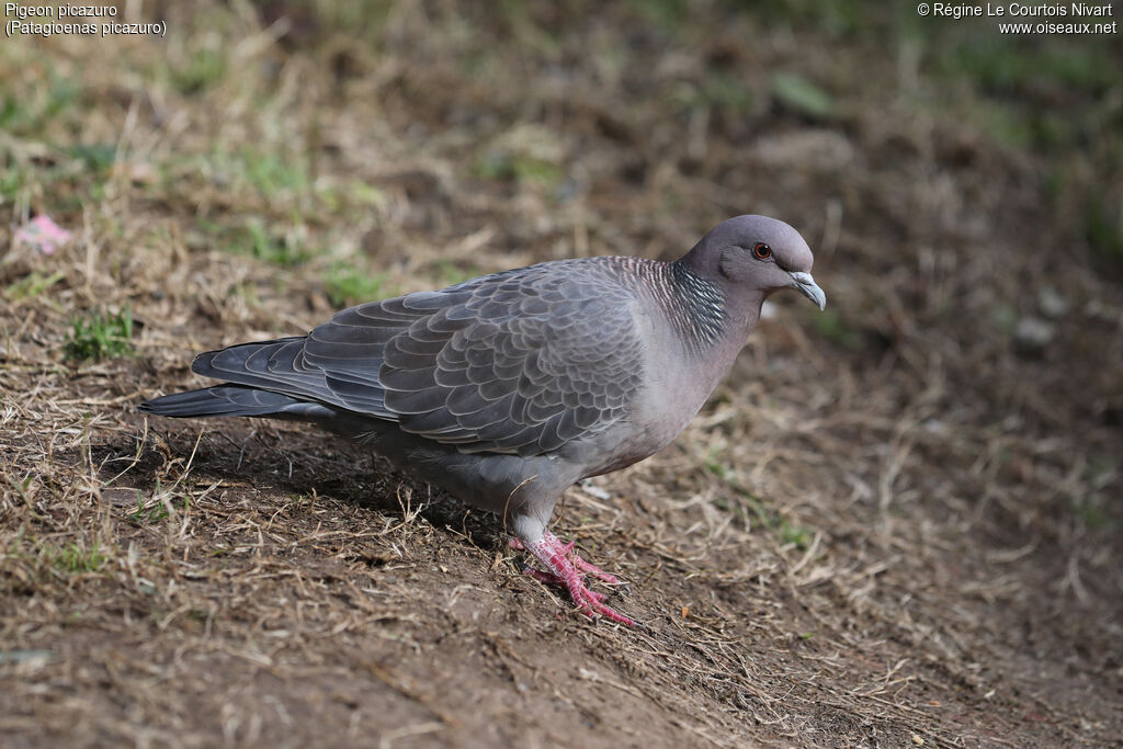 Pigeon picazuro