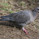 Pigeon picazuro