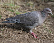 Pigeon picazuro