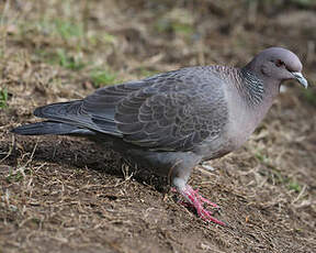 Pigeon picazuro