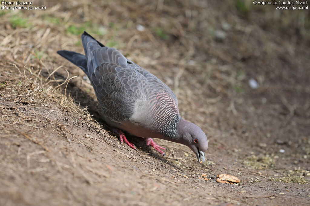 Pigeon picazuro