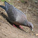 Pigeon picazuro