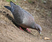 Pigeon picazuro