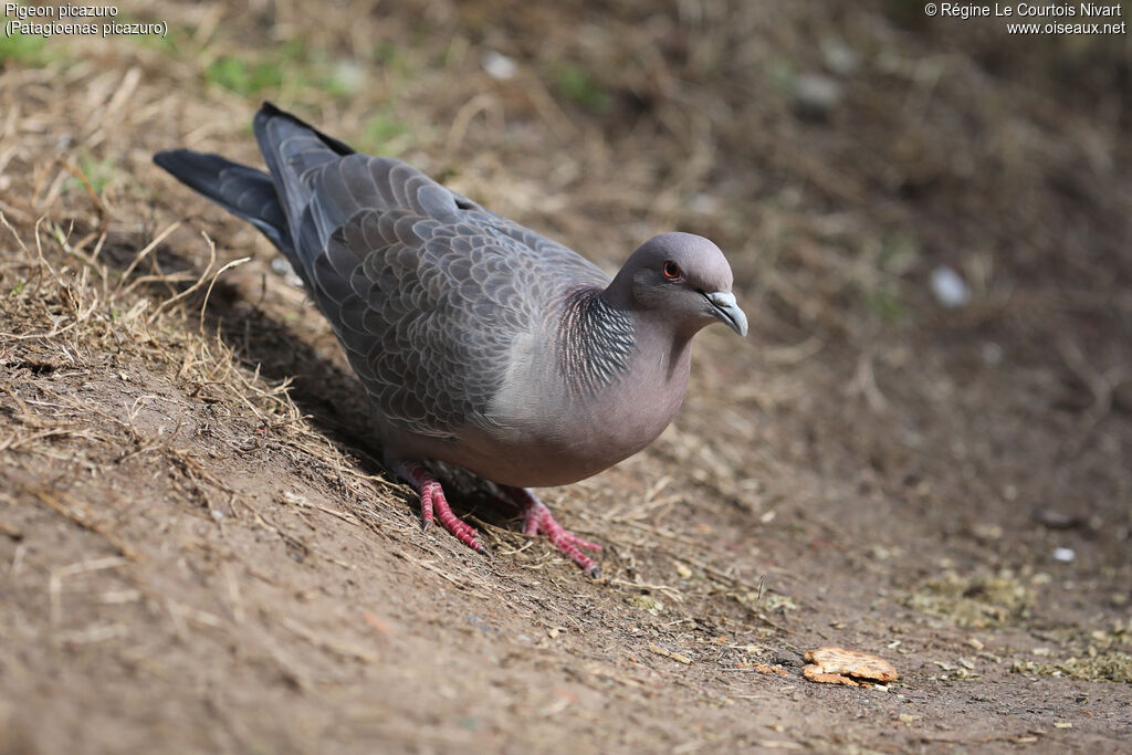 Pigeon picazuro