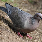 Pigeon picazuro