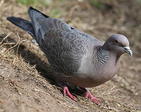 Pigeon picazuro