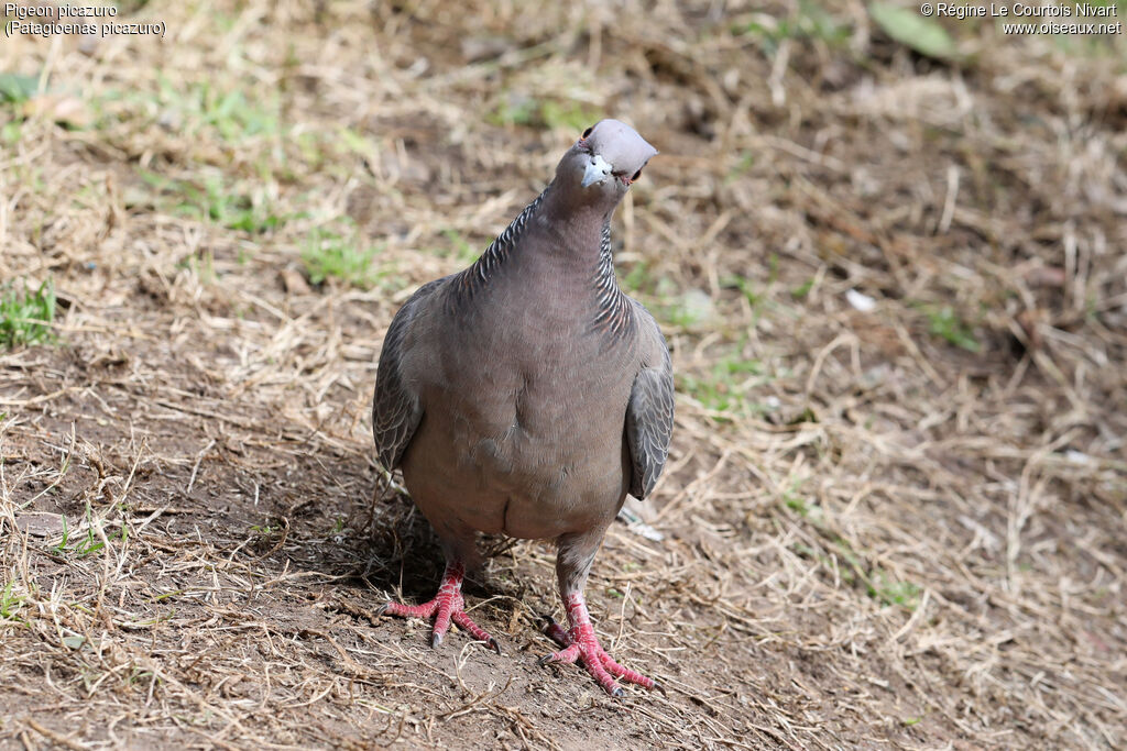 Pigeon picazuro