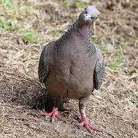 Pigeon picazuro