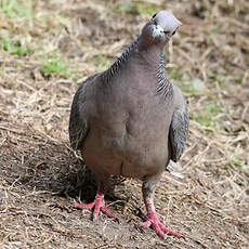 Pigeon picazuro