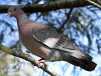 Pigeon picazuro