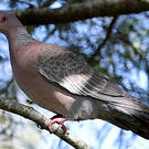 Pigeon picazuro