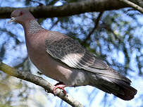 Pigeon picazuro