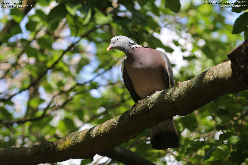 Common Wood Pigeon